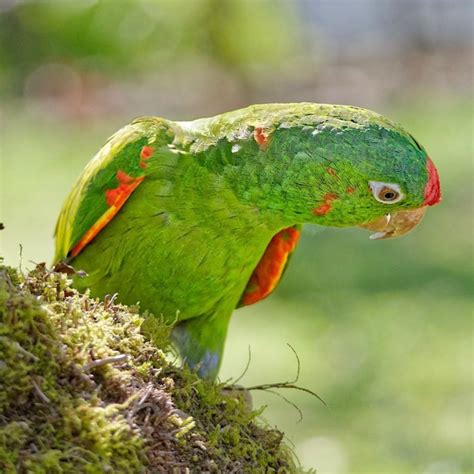 Rainbow Colored Parrots Of Costa Rica Travel To Eat Parrot Costa