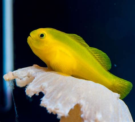 Yellow Clown Goby Reef Casa