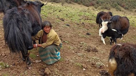 Bhutan Yak Herder Youtube