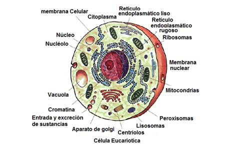 La Anatomía Celular Biología Esta Formado Por Las Celulas Wikisabio