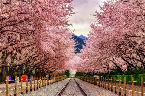 The cherry blossom season is finally here. Jinhae Cherry Blossoms - The Lightorialist