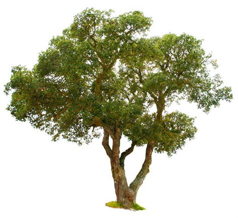 Chêne liège, Quercus suber : plantation, taille et entretien