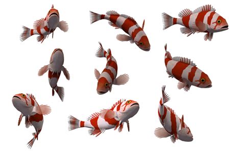 Fish Png Transparent Images Png All