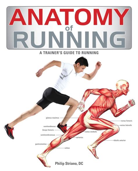 See more ideas about anatomy, body anatomy, muscle anatomy. A solid understanding of the major core muscles is the key to achieving a healthy, supple body ...