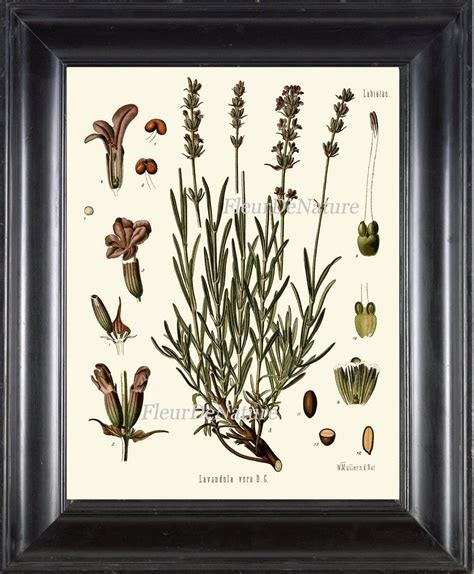 Lavender Botanical Art Print Kohler Herb Spice 8x10 Art 6 Etsy