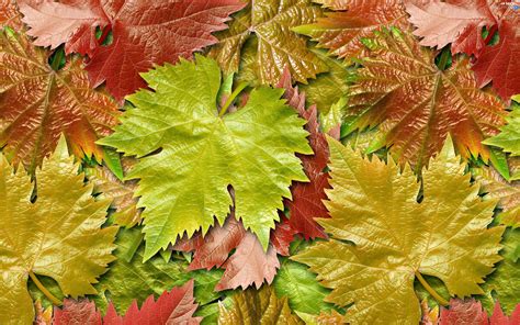 Leaf Color Autumn Nice Wallpapers 2880x1800