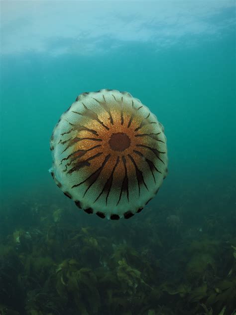 Compass Jellyfish An Bollenessor