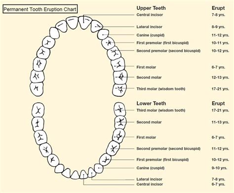 Permanent tooth eruption pediatric dentist in frisco, teething in babies pediatric dentist in frisco tx, tooth eruption paramus nj kreiner dental, 6 year molars losing baby teeth what to expect nurture life, tooth eruption chart primary dentition upper teeth central. Pin by Jen A on Well, that's good to know! | Teeth ...
