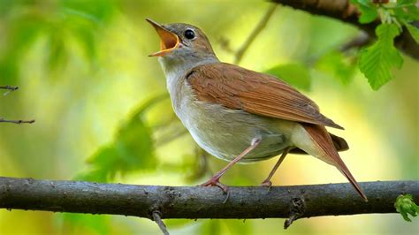 Nightingale Bird Singing
