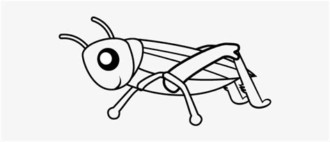 Cricket Insect Drawing At Explore Collection Of