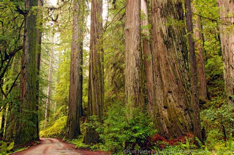 Jedediah Smith Redwood State Park California Ron Niebrugge Photography