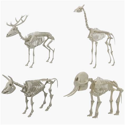 Cow Skeleton 3d Models Download Free3d