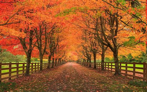Nature Landscape Fall Leaves Road Fence Trees Grass Wallpapers