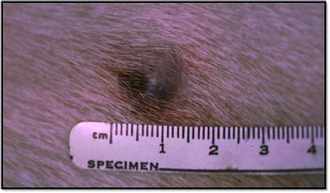 Mast Cell Tumors In Dogs One Of These Is Not Like The Other Dont A