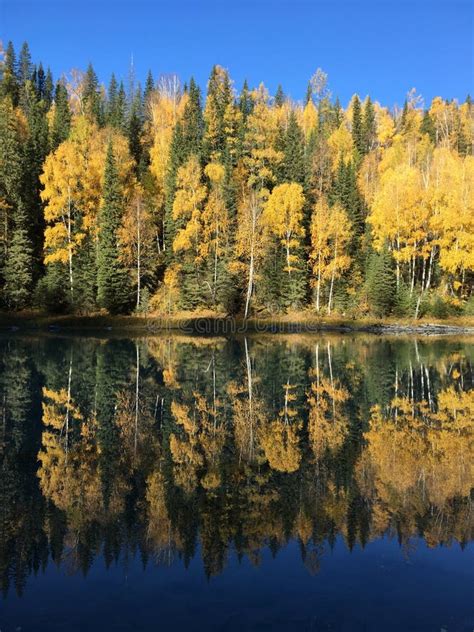 Perfect Reflection Of Yellow And Green Autumn Leaves Of Pine Tree Stock