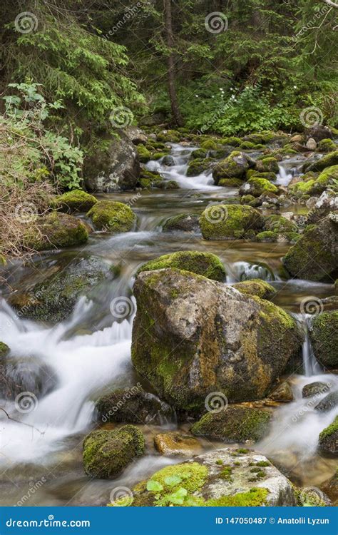 Forest Mountain River Mountain Creek Tatras Stock Image Image Of
