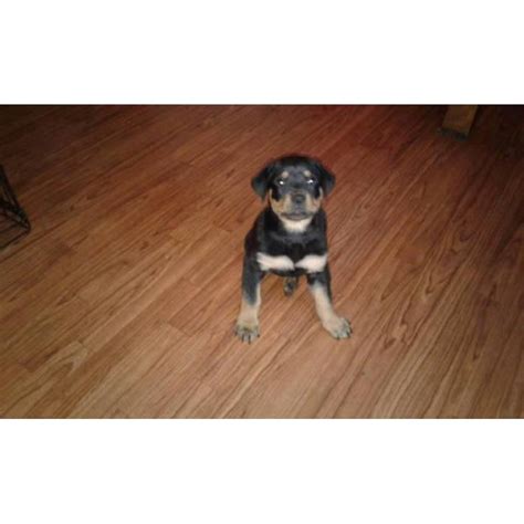 Stay updated about german shepherd x rottweiler puppies for sale uk. 8 weeks old German rottweiler puppies for sale in ...