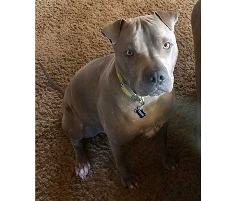 Shar Pei Pitbull Mix Sharpull Terrier Info Pictures And Facts