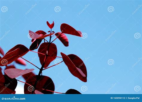 Red Leaves On Blue Sky Background Stock Photo Image Of Fall Flower