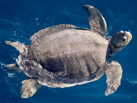 Flatback Sea Turtle Facts All Turtles