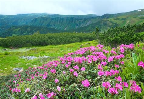Premium Photo Pink Rhododendron Flowers On Summer Mountainside