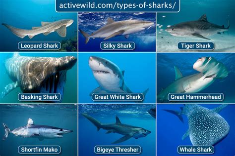 Types Of Sharks Shark Species List With Pictures And Facts
