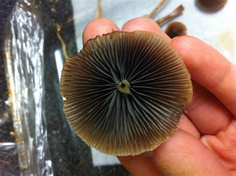 Magic Mushroom Identification Help Mushroom Hunting And