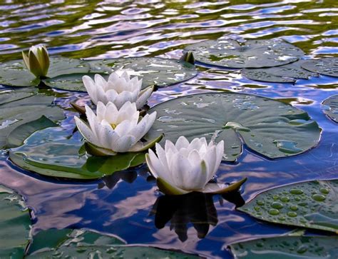 63 Best Lily Pads Images On Pinterest Lily Pad Water