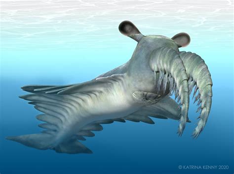 meet the ‘frankenprawn an ancient deep sea monster that had incredible vision australian