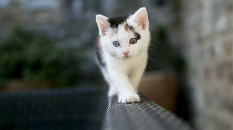 Tiny Cute Kitten Image Id 314581 Image Abyss