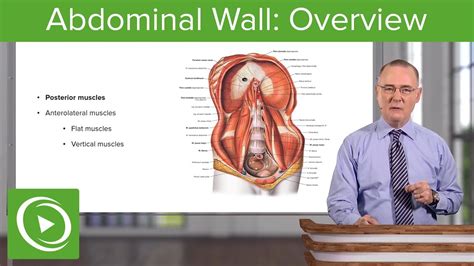 Abdominal Wall Overview Anatomy Lecturio Youtube