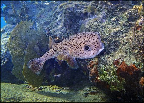 Puffer Fish On Coral Reef Olympus Digital Camera Flickr