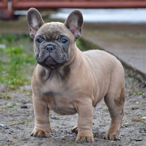 As a result breeders will charge more for puppies with what color french bulldog is most expensive? FOR SALE: Camaro, blue fawn boy Not a pet price, this biy ...