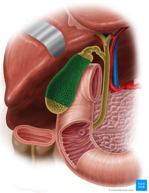 Gallbladder Function Anatomy And Histology Kenhub