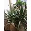 Mystery Giant Aloe Plant Helpppp  Whatsthisplant