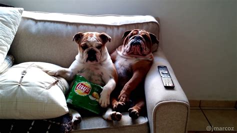 Bulldogs now since bulldogs ''were'' vicious many years ago when they were still bred to fight bulls for sport, hence the name. English Bulldogs Watch a Scary Movie. Their Expressions ...