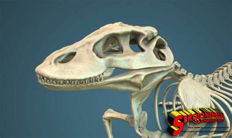 Artstation Komodo Dragon Skeleton 3d Print Model Resources