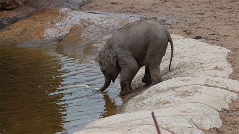 Baby Elephant Blowing Bubbles At Chester Zoo Youtube