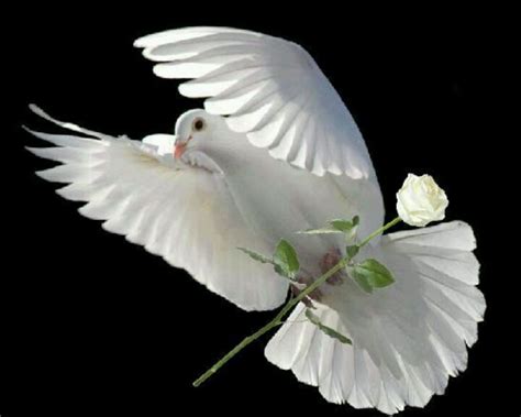 White Dove And A White Rose Perfect White Doves Of Peace