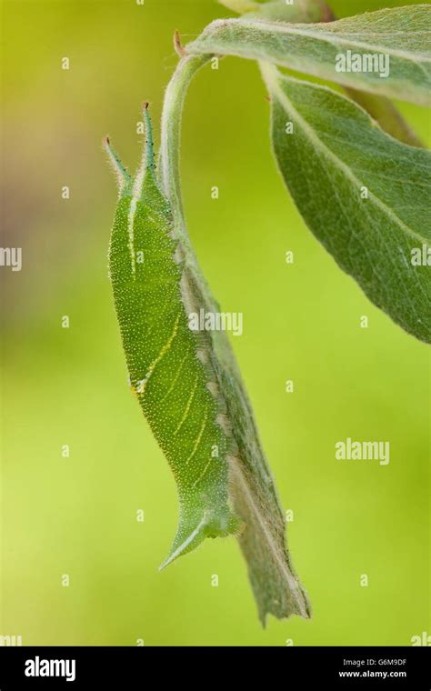 Purple Emperor Caterpillar Germany Apatura Iris Stock Photo Alamy