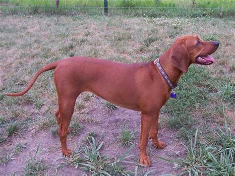 Redbone Coonhound Photo Picture Of Redbone Coonhound Dogs