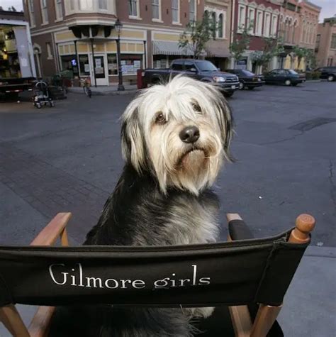 Introducing Gilmore Girls Star Dog Paul Anka