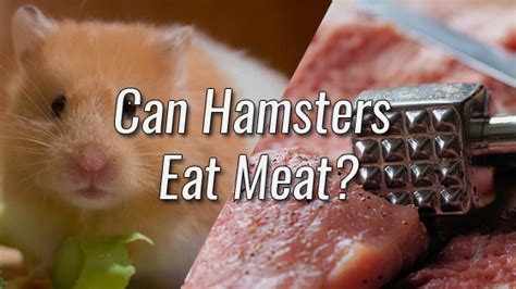 Can Hamsters Eat Dry Dog Food
