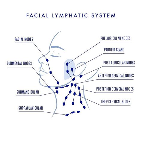 How To Do Lymphatic Drainage Face And Neck With Video Tutorials