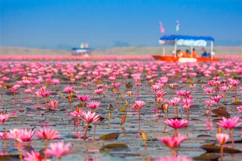 Red Lotus Nonghan Udonthanithailand Stock Image Image Of Asian