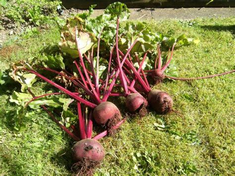 How To Grow Beetroot From Beet Seeds In Containers Dengarden