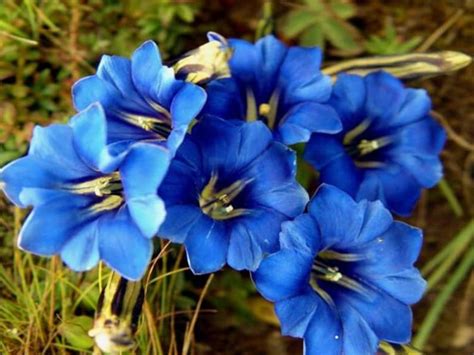 30 Gentiana Nikita Perennial True Blue Flower Seeds Etsy