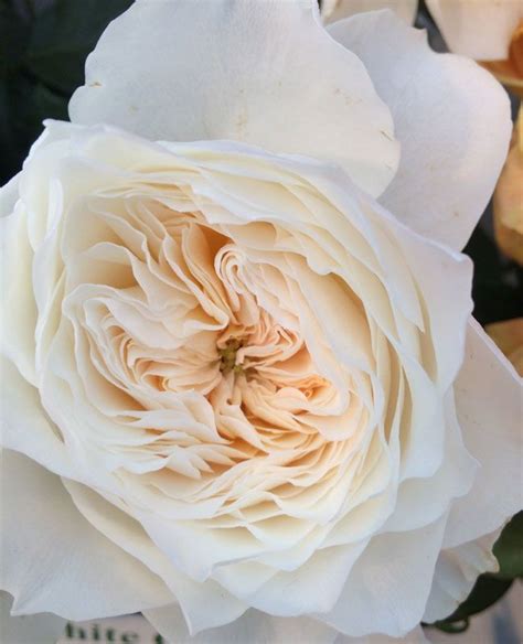 White Cloud Garden Roses All Year Floral Design Ideas In 2019
