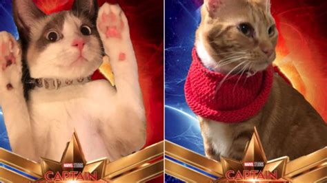 Captain Marvel Cats Know Your Meme