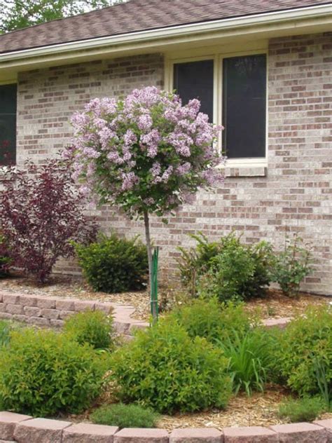Beautiful Dwarf Lilac Trees For Your Garden Lilac Tree Dwarf Lilac